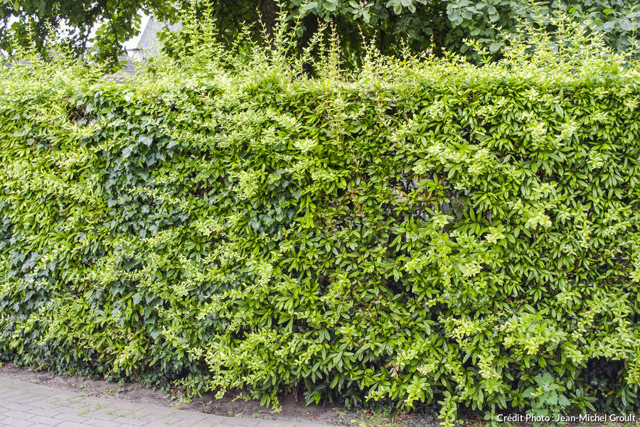 dja-haie-berberis-julianae-jmg-650021bdb055a.jpg
