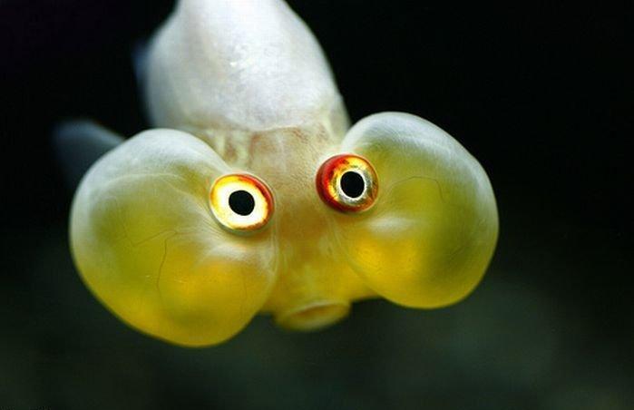 funny fish 3